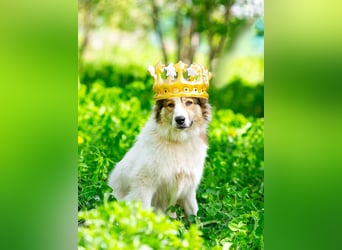 Kuschelbär Mischa sucht seine Menschen