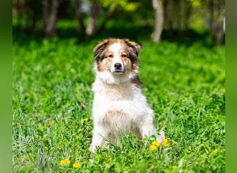 Kuschelbär Mischa sucht seine Menschen