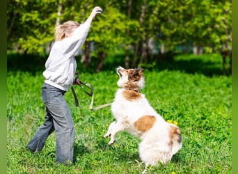 Kuschelbär Mischa sucht seine Menschen