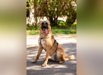 Freundlicher Waldaj sucht sein Zuhause