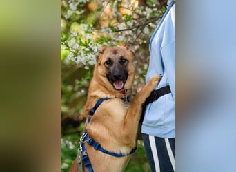 Freundlicher Waldaj sucht sein Zuhause