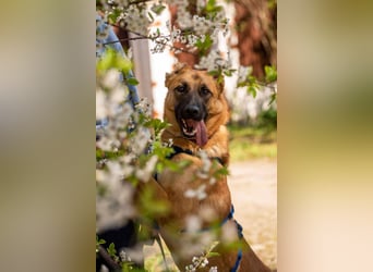 Freundlicher Waldaj sucht sein Zuhause