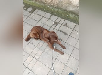 Ruby - Geschlagene Hündin von der Straße sucht liebevolles Zuhause - aktuell in Rumänien