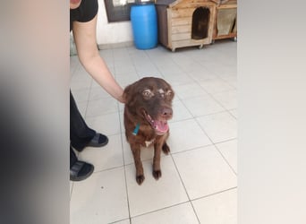 Ruby - Geschlagene Hündin von der Straße sucht liebevolles Zuhause - aktuell in Rumänien