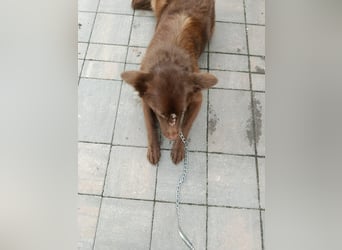 Ruby - Geschlagene Hündin von der Straße sucht liebevolles Zuhause - aktuell in Rumänien