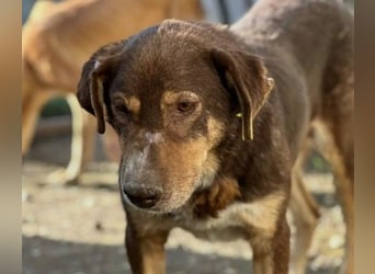 SANTO - liebenswerter SENIOR sucht warmes Körbchen