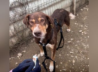 SANTO - liebenswerter SENIOR sucht warmes Körbchen