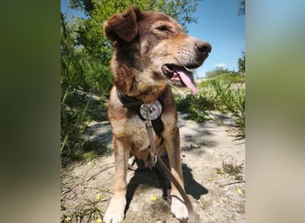 SANTO - liebenswerter SENIOR sucht warmes Körbchen