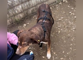 SANTO - liebenswerter SENIOR sucht warmes Körbchen