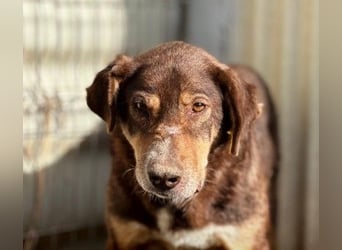 SANTO - liebenswerter SENIOR sucht warmes Körbchen