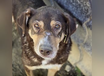 SANTO - liebenswerter SENIOR sucht warmes Körbchen