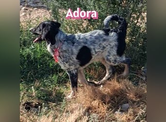 Adora, 03/26 - Mäuschen sucht Häuschen