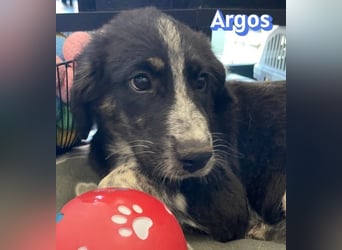 Argos, 03/26 - Wuschelkopf sucht seine Menschen