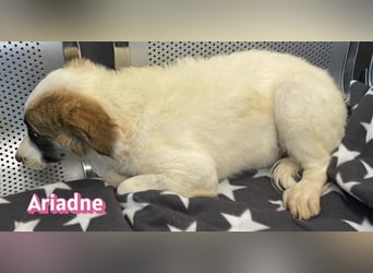 Ariadne, 03/26 - Baby sucht Familie