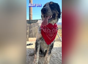 Aaron, 03/26 - wartet in 64646 Heppenheim auf Besuch