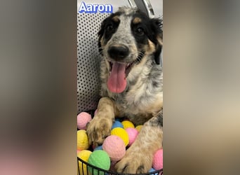 Aaron, 03/26 - möchte dein Leben bunter machen!