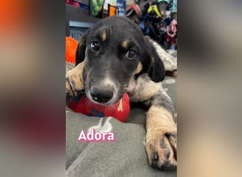 Adora, 03/26 - Mäuschen sucht Häuschen
