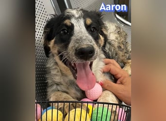 Aaron, 03/26 - möchte dein Leben bunter machen!
