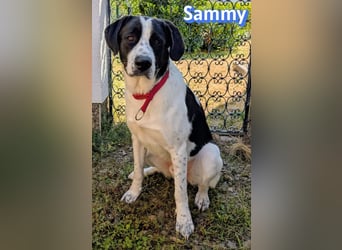 Sammy, 05/25 - verliert unverschuldet sein Zuhause, 66740 Saarlouis