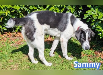 Sammy, 05/25 - verliert unverschuldet sein Zuhause, 66740 Saarlouis