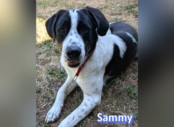 Sammy, 05/25 - verliert unverschuldet sein Zuhause, 66740 Saarlouis