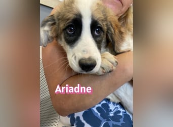 Ariadne, 03/26 - Baby sucht Familie