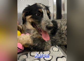 Aaron, 03/26 - möchte dein Leben bunter machen!