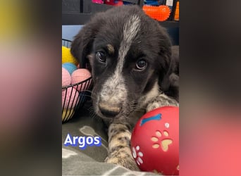 Argos, 03/26 - Wuschelkopf sucht seine Menschen