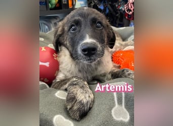 Artemis, 03/26 - hübsches Mädel sucht Familie