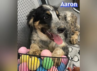 Aaron, 03/26 - möchte dein Leben bunter machen!