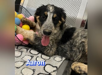 Aaron, 03/26 - möchte dein Leben bunter machen!