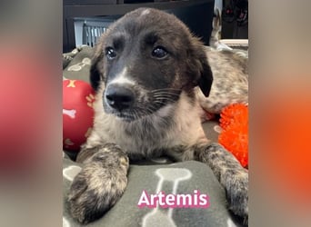 Artemis, 03/26 - hübsches Mädel sucht Familie