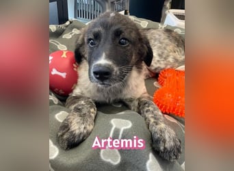 Artemis, 03/26 - hübsches Mädel sucht Familie