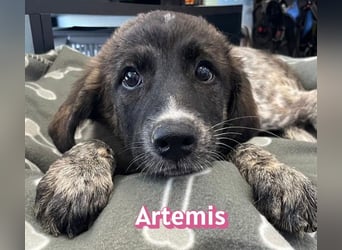 Artemis, 03/26 - hübsches Mädel sucht Familie