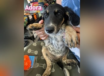 Adora, 03/26 - Mäuschen sucht Häuschen