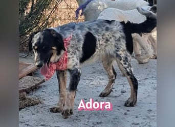 Adora, 03/26 - Mäuschen sucht Häuschen