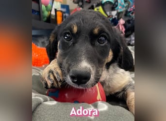 Adora, 03/26 - Mäuschen sucht Häuschen
