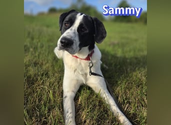 Sammy, 05/25 - verliert unverschuldet sein Zuhause, 66646 Marpingen