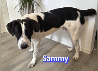 Sammy, 05/25 - verliert unverschuldet sein Zuhause, 66646 Marpingen