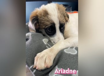 Ariadne, 03/26 - Baby sucht Familie