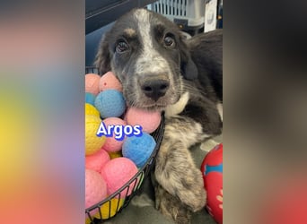 Argos, 03/26 - Wuschelkopf sucht seine Menschen