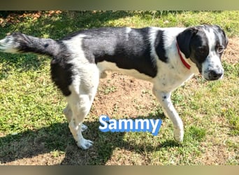 Sammy, 05/25 - verliert unverschuldet sein Zuhause, 66740 Saarlouis