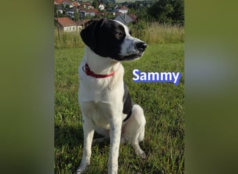 Sammy, 05/25 - verliert unverschuldet sein Zuhause, 66646 Marpingen
