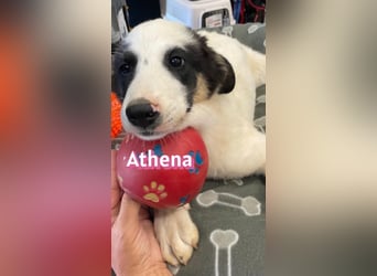 Athena, 03/26 - Welpe sucht Zuhause