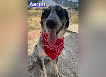 Aaron, 03/26 - wartet in 64646 Heppenheim auf Besuch