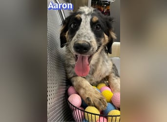 Aaron, 03/26 - möchte dein Leben bunter machen!