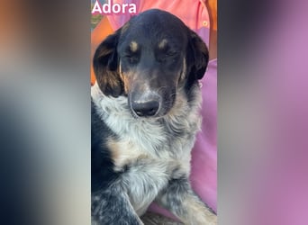 Adora, 03/26 - Mäuschen sucht Häuschen