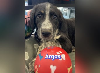 Argos, 03/26 - Wuschelkopf sucht seine Menschen