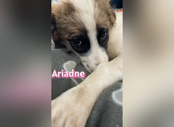 Ariadne, 03/26 - Baby sucht Familie