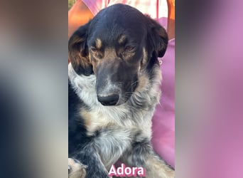 Adora, 03/26 - Mäuschen sucht Häuschen